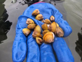 Asian Clam